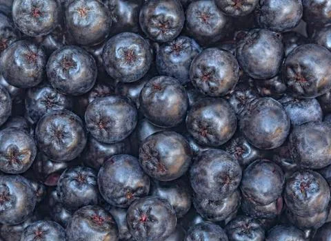 Aronia Fruit Background Stock Photos