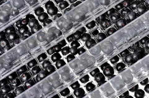 Aronia in a fruit dryer Stock Photos