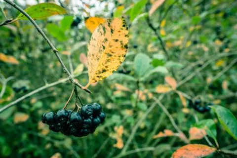 Aronia melanocarpa in nature Stock Photos