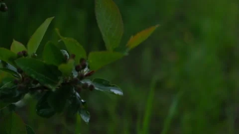 Aronia or chokeberry bushes in the process of ripening Stock Footage 130957559