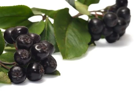 Aronia. Stock Photos