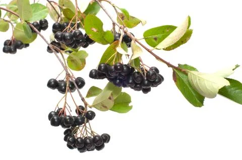 Aronia. Stock Photos