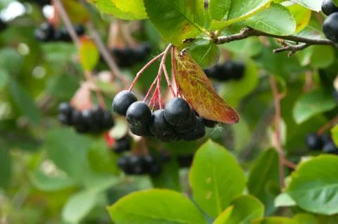 Aronia. Stock Photos