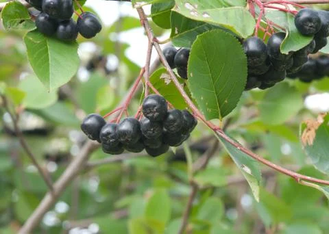 Aronia. Stock Photos
