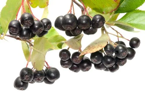 Aronia. Stock Photos