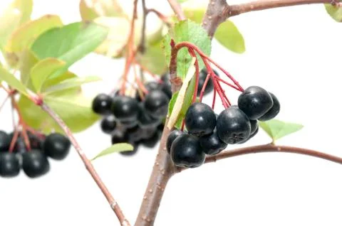 Aronia. Stock Photos