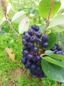 Aronia Foto stock