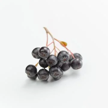 Aronia Stock Photos