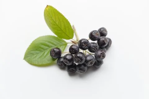 Aronia Stock Photos