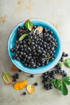 Aronia Stock Photos