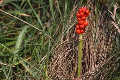 Aronstab (Fruchtstand) Stock Photos