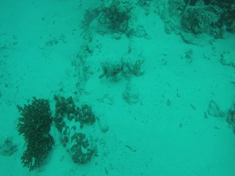 Arothron Hispidus, Maldives Stock-Footage 81000306