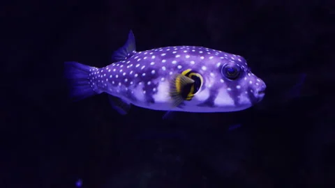 Arothron hispidus. White-spotted Pufferfish Swimming in Dark Aquarium Stock-Footage 318747691