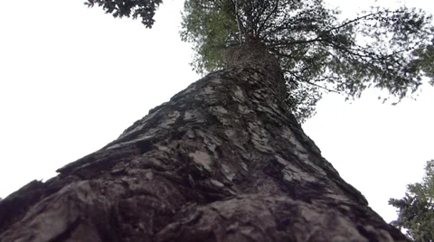 Around big tree Stock Footage 37142599