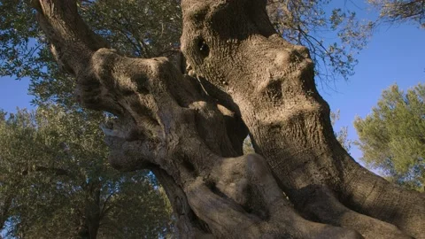 Around the bumps of the olive tree Stock Footage 143177883