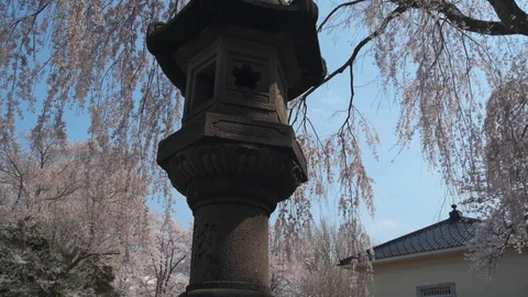 Around the cherry blossom Stock Footage 128303299