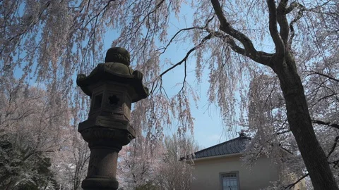 Around the cherry blossom Stock Footage 128303329