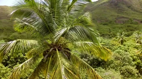 Around A Coconut Tree Stock Footage 41841368