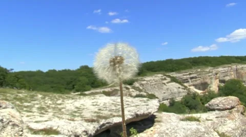 Around Dandelion Stockbeeldmateriaal 7737628