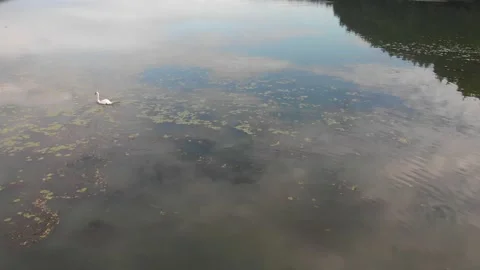 Around drone shot floating swan, lake in  Bory Tucholskie - Pomerania Stock Footage 189807183