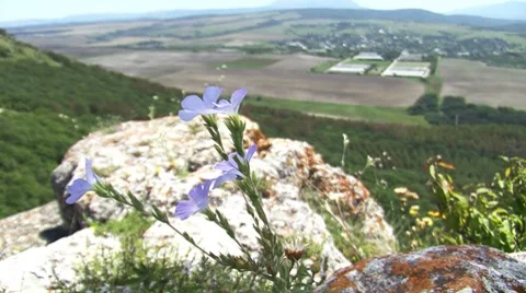 Around Flower Stockbeeldmateriaal 7737620