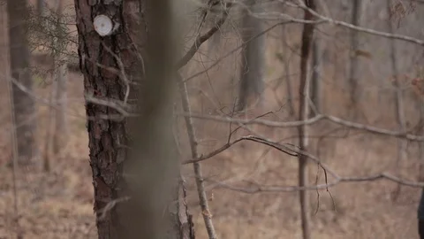 Around the forest Video stock 104976091