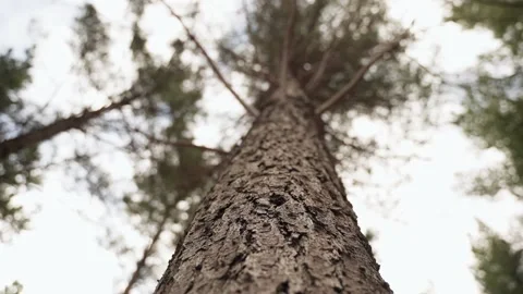 Around the height of the tree 스톡 동영상 222911129