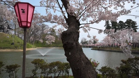 Around Joetsu castle during cherry blossom Stock Footage 128303948