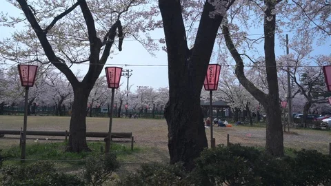 Around Joetsu castle during cherry blossom Stock Footage 128303986