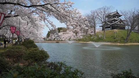 Around Joetsu castle during cherry blossom Stock Footage 128304188