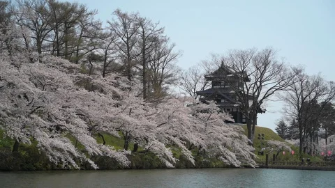 Around Joetsu castle during cherry blossom Stock Footage 128304348