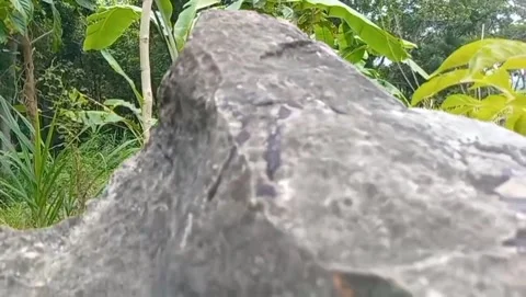 Around the large rocks surrounded by bright green grass. Stock Footage 325643861