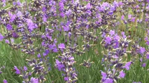 Around Lavender Bush Stockbeeldmateriaal 7904140