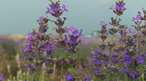 Around Lavender Flowers Stockbeeldmateriaal 7904120