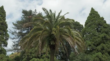 Around the palm tree in one of the biggest park - Batumi, Georgia Stock Footage 85550636