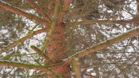 Around the pine tree trunk Stock Footage 229173030