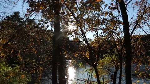 AROUND THE POND 스톡 동영상 183001379