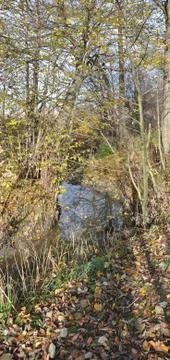 Around pond Stock Photos