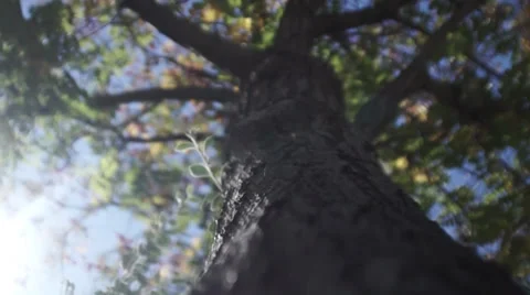 Around the tree Video stock 32107242