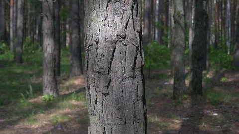 Around A Tree Stock Footage