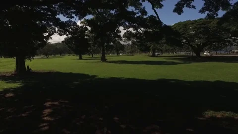 Around a Tree Hawaiian Park Drone Shot Stock Footage