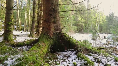 Around a tree in winter forest Stock Footage 238998307