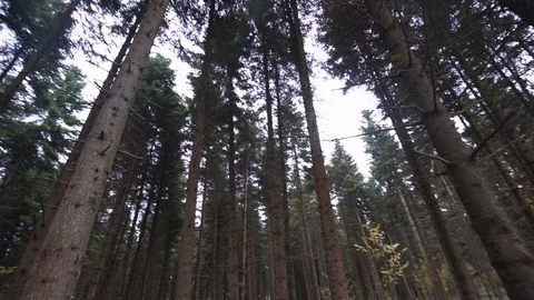 Around the trees in autumn Stock Footage 100988851