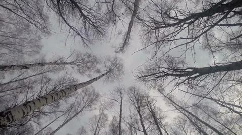 Around Trees Stock Footage 37121647