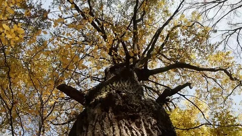 Around the Trunk of Autumn Tree Stock-Footage 97238435