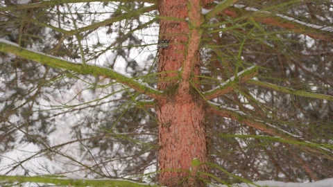 Around the trunk of a pine tree Stock Footage 228753784