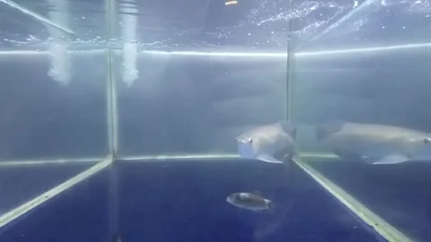 Arowana fish in aquarium Stock Footage 244600432