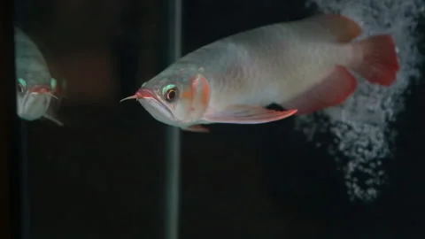 Arowana fish that are well cared for and very beautiful are in the aquarium Stock Footage 297069460