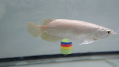 Arowana fish Stock Footage 109210952