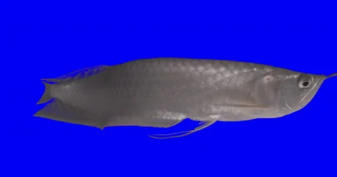 Arowana-fish 動画素材 154181155
